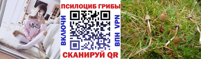 Галлюциногенные грибы Psilocybe  OMG ТОР  Певек  дарнет шоп 